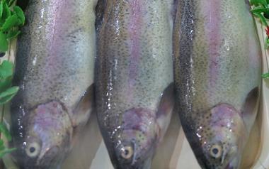 Fresh rainbow trout