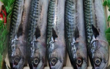 Close up of fresh mackerel