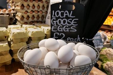 Goose eggs in basket